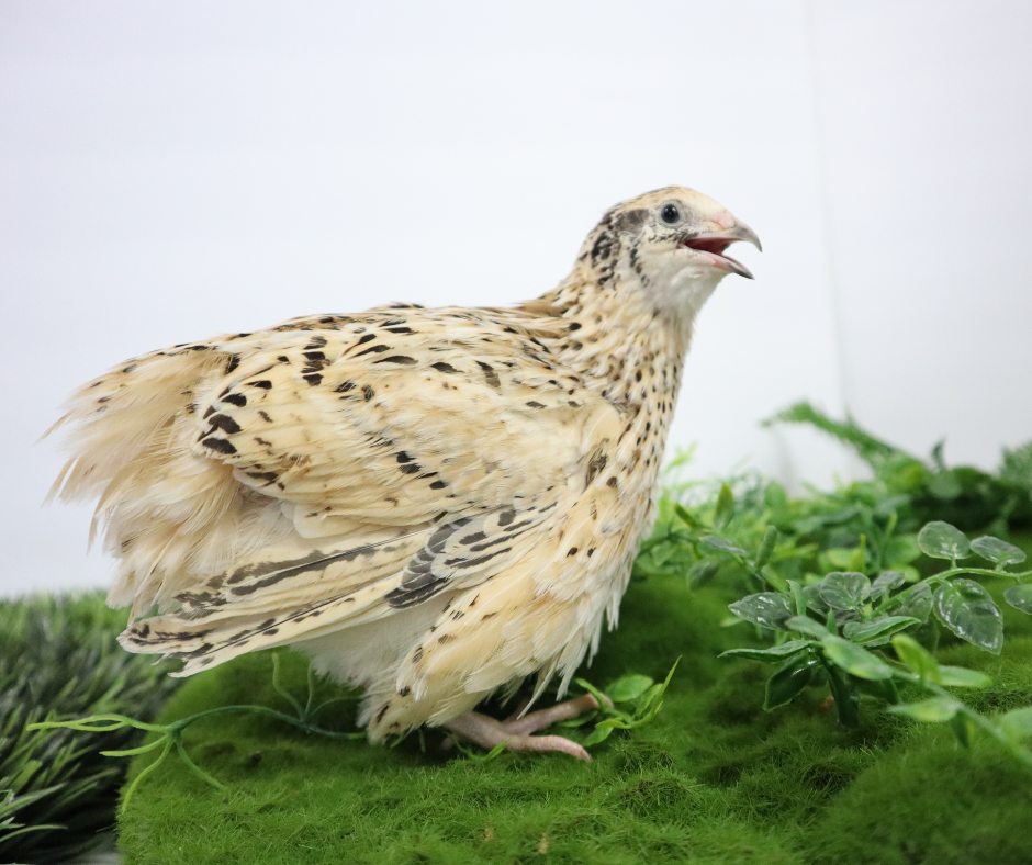 Italian Quail in coop